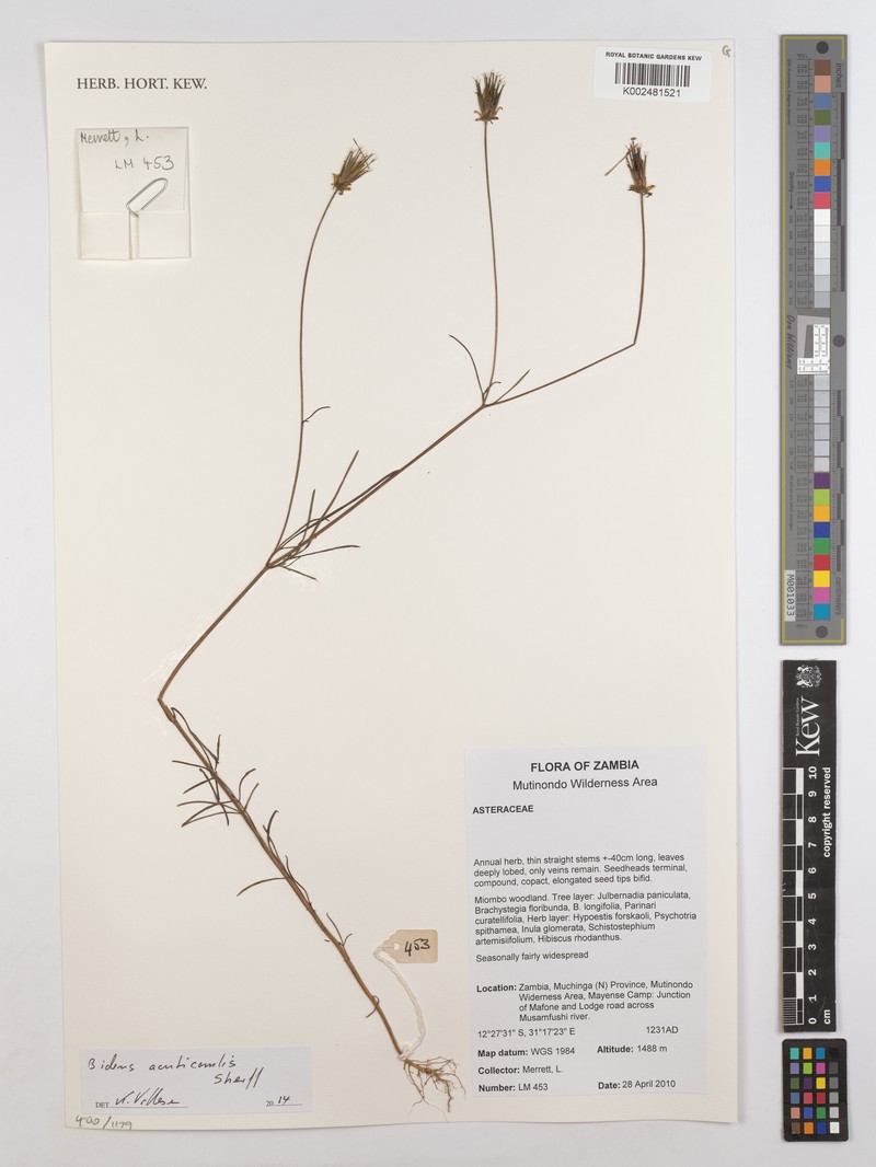 Bidens acuticaulis var. acuticaulis photo 4