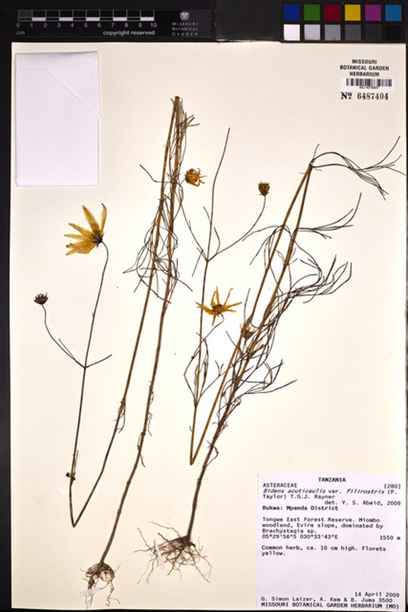 Bidens acuticaulis var. filirostris