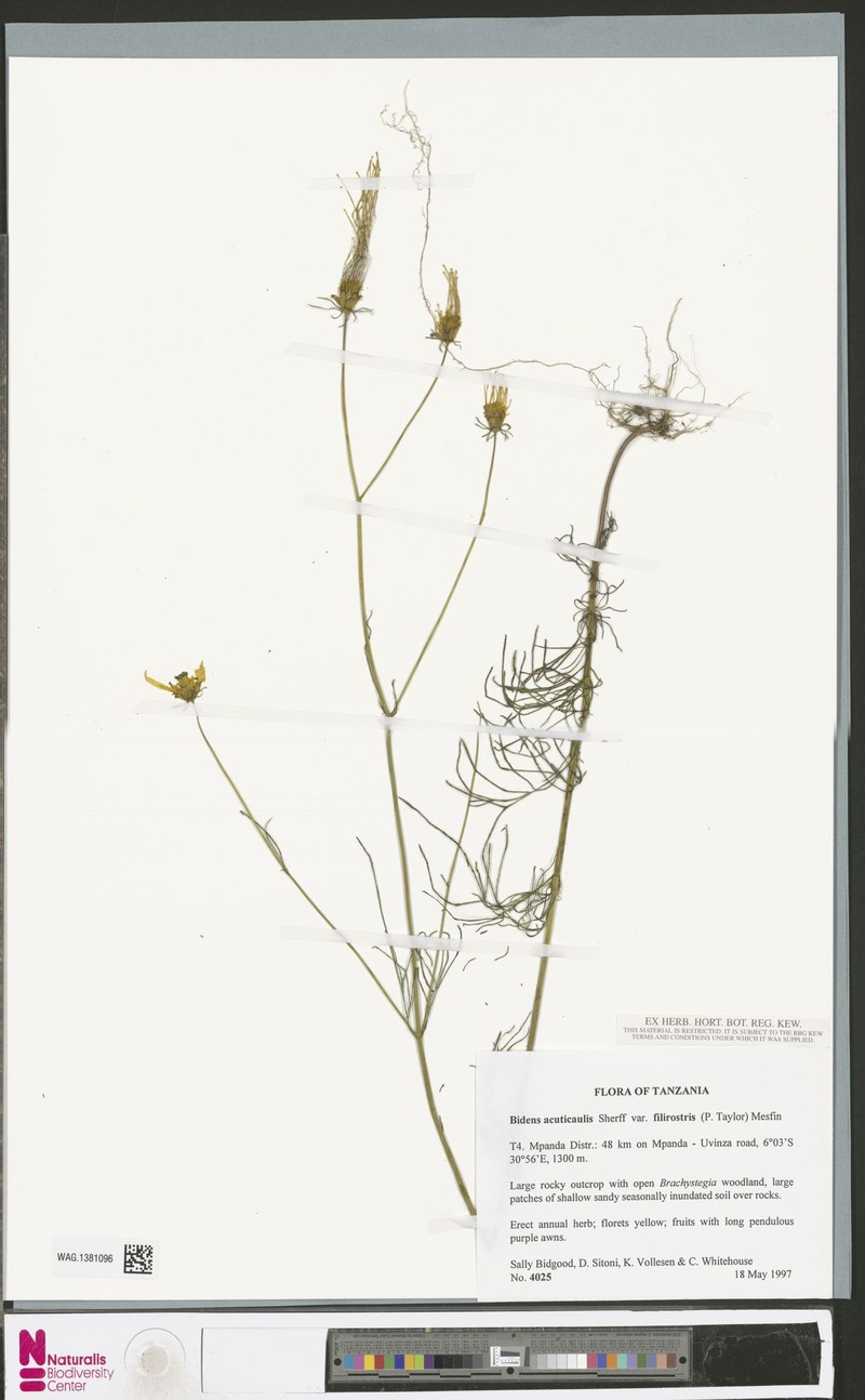 Bidens acuticaulis var. filirostris photo 2