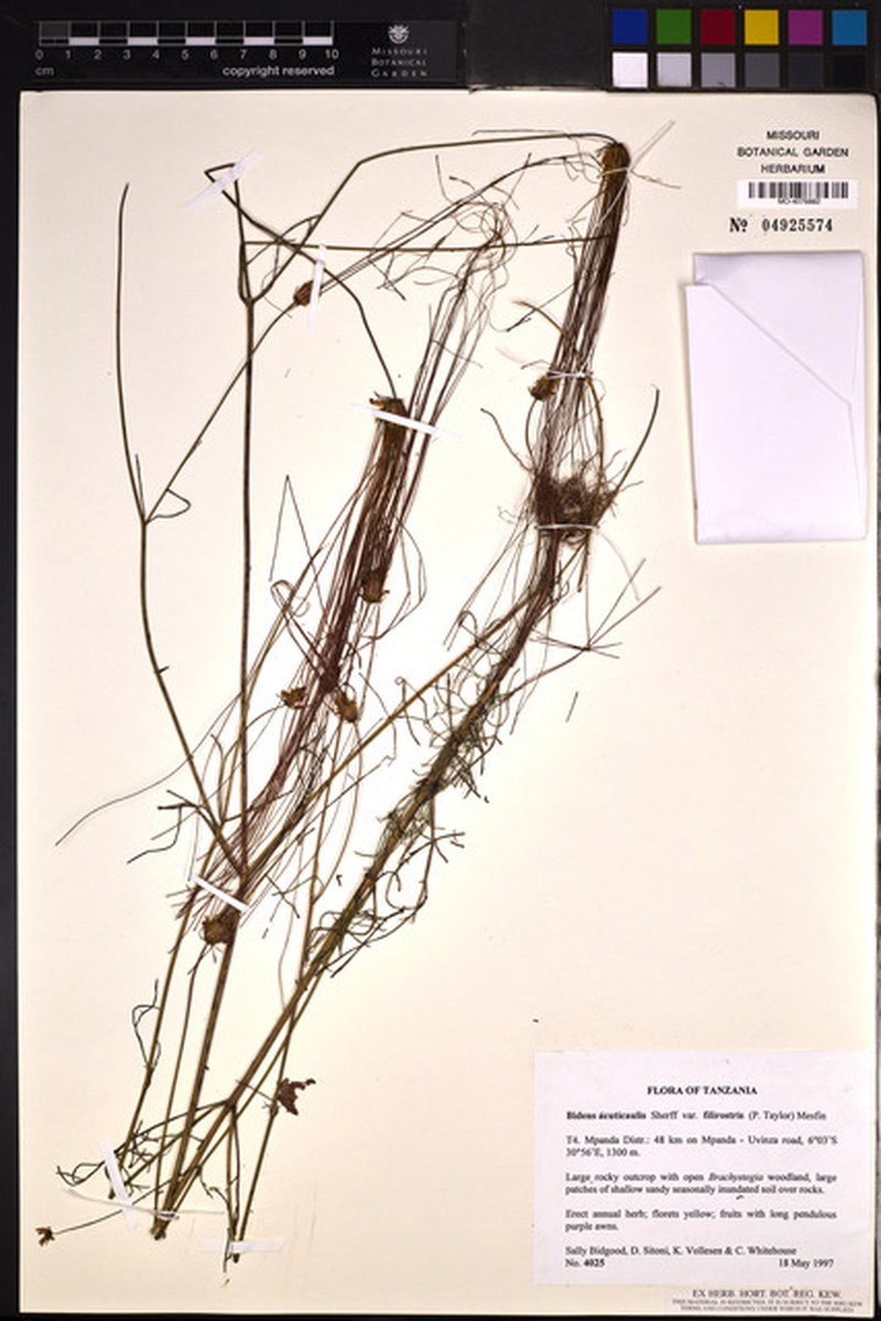 Bidens acuticaulis var. filirostris photo 3