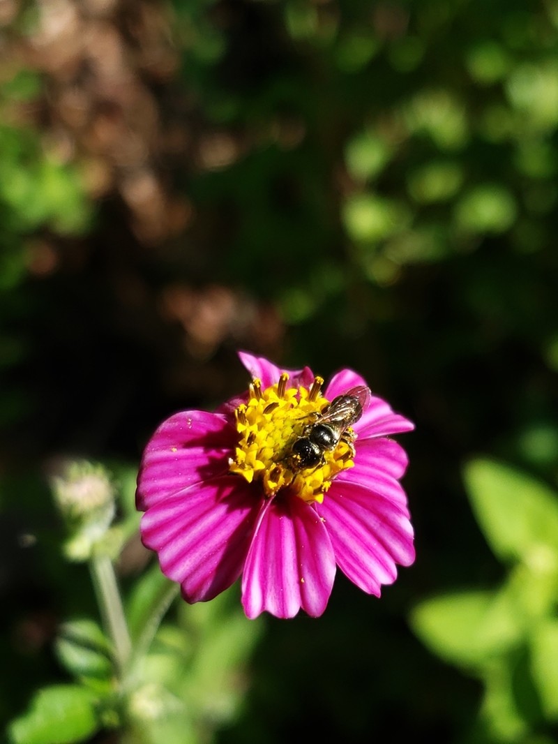 Bidens aequisquama