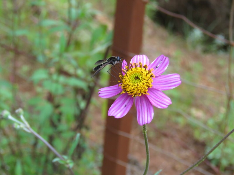 Bidens aequisquama photo 2