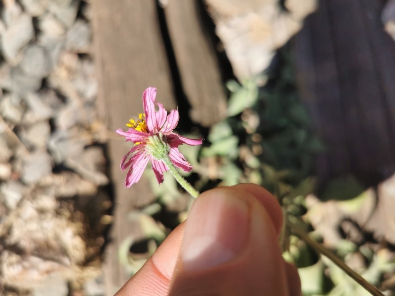 Bidens aequisquama photo 3