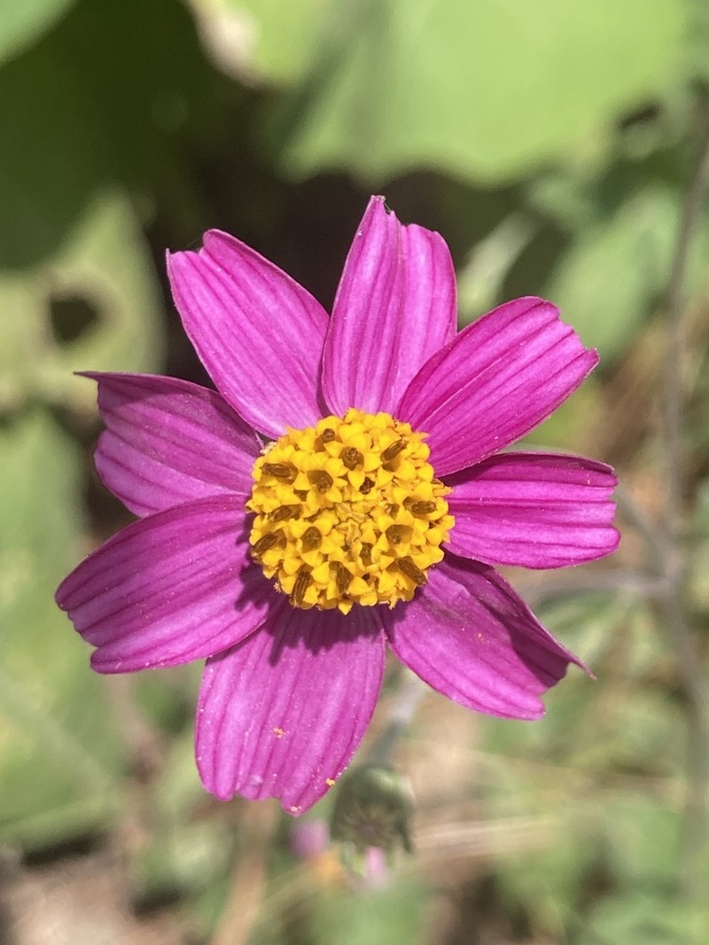 Bidens aequisquama photo 4