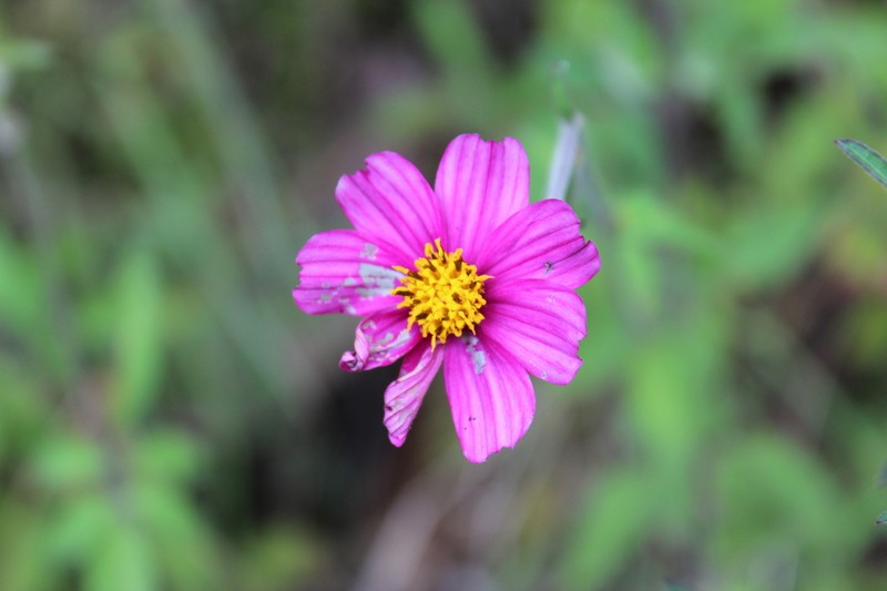 Bidens aequisquama photo 5