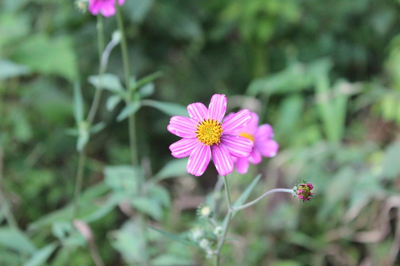 Bidens aequisquama photo 6