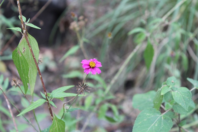 Bidens aequisquama photo 7
