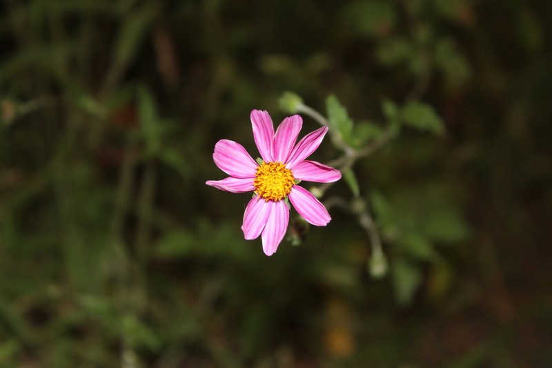 Bidens aequisquama photo 8