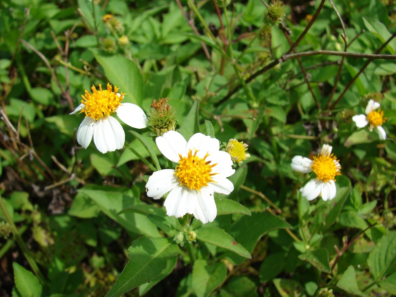 Crowned Beggarticks