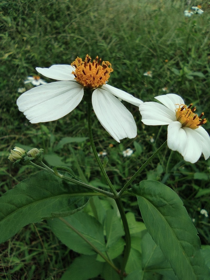 Crowned Beggarticks photo 7