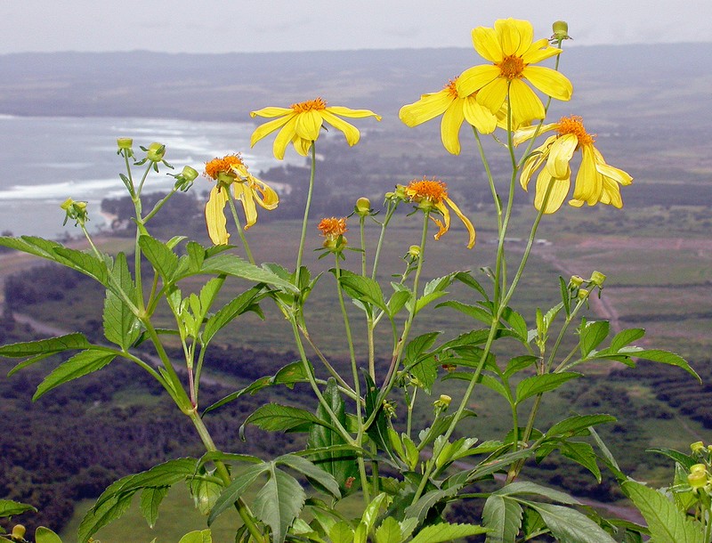 Kokolau photo 6