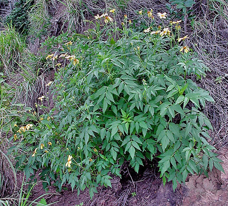 Kokolau photo 7