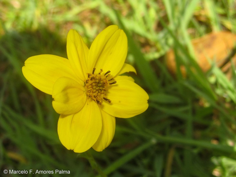 Bidens andicola