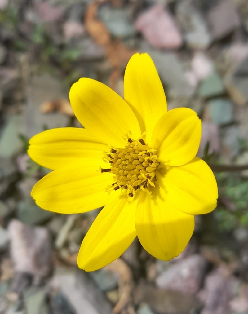Bidens andicola photo 3