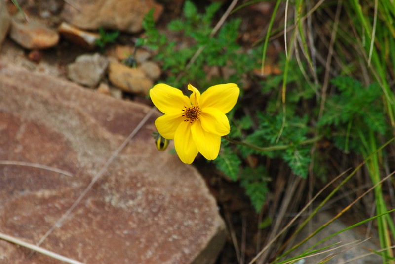 Bidens andicola photo 4