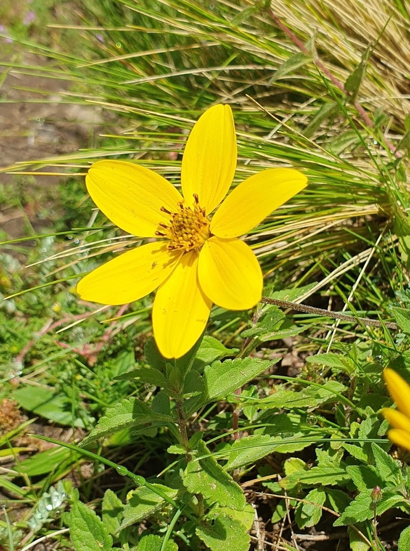 Bidens andicola photo 5