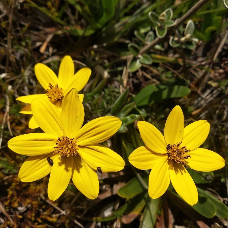 Bidens andicola photo 6