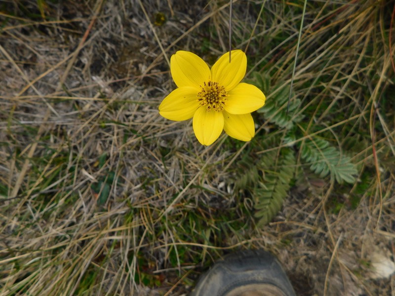 Bidens andicola photo 7
