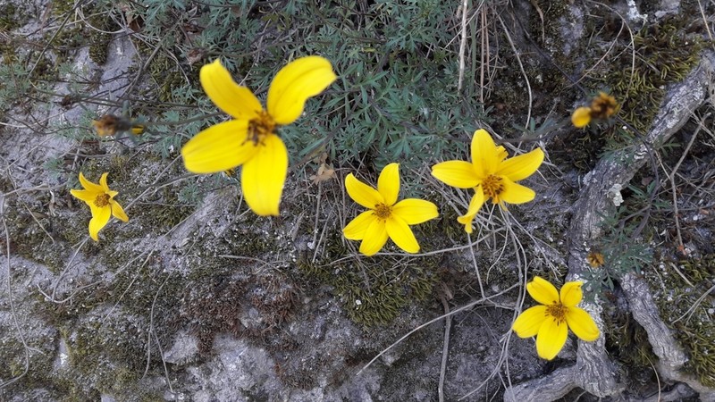 Bidens andicola photo 8