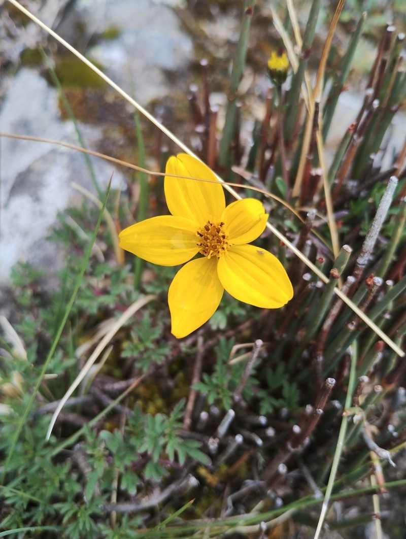 Bidens andicola var. andicola