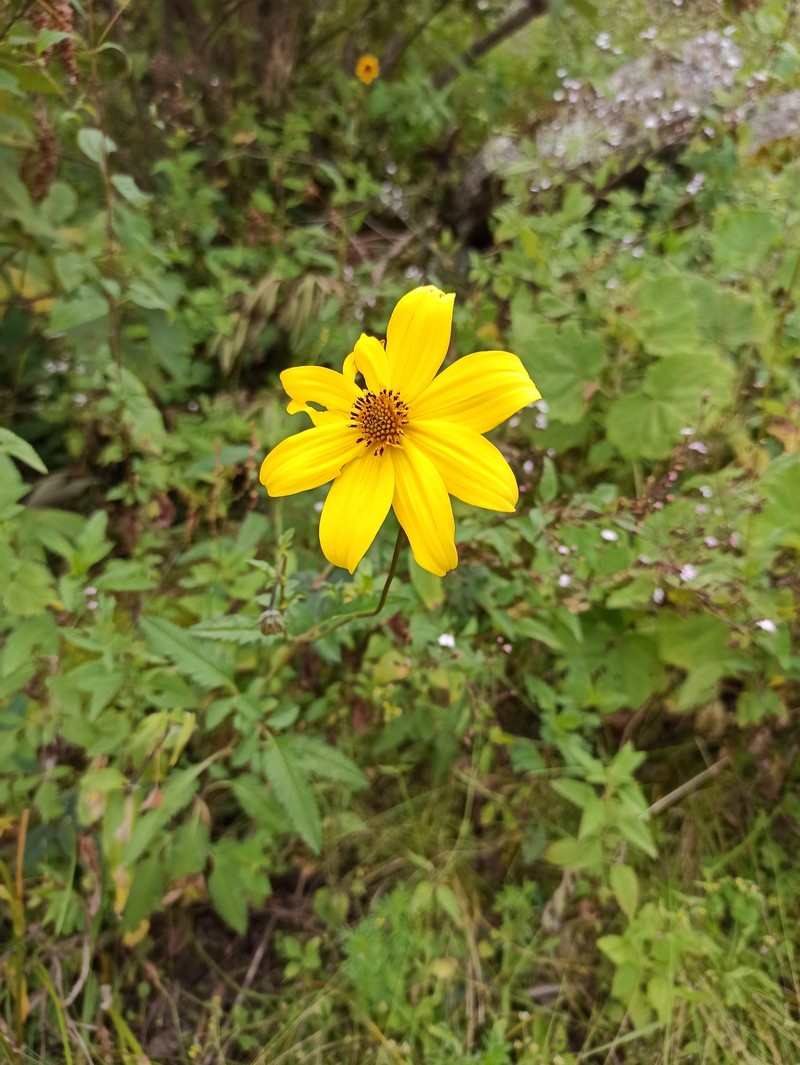 Bidens andicola var. andicola photo 2