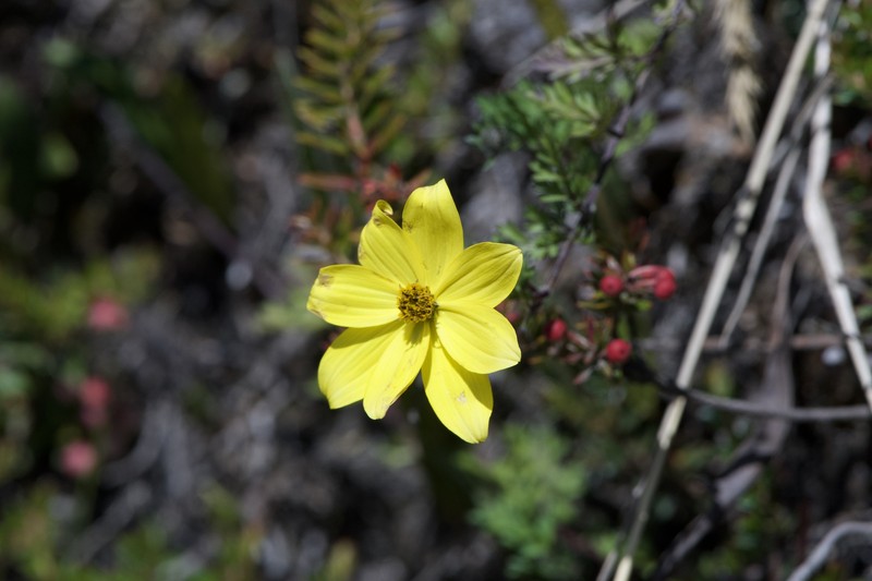 Bidens andicola var. andicola photo 3