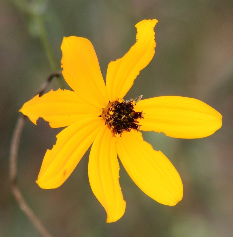 Bidens angustissima