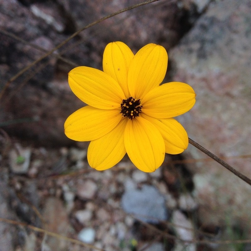 Bidens angustissima photo 2