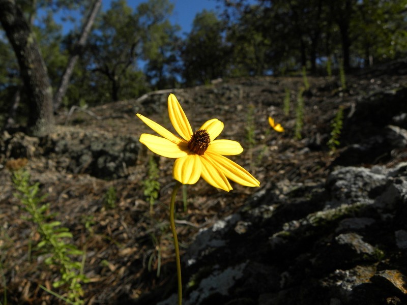 Bidens angustissima photo 4
