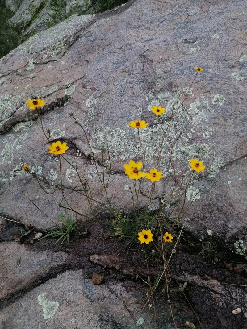 Bidens angustissima photo 5