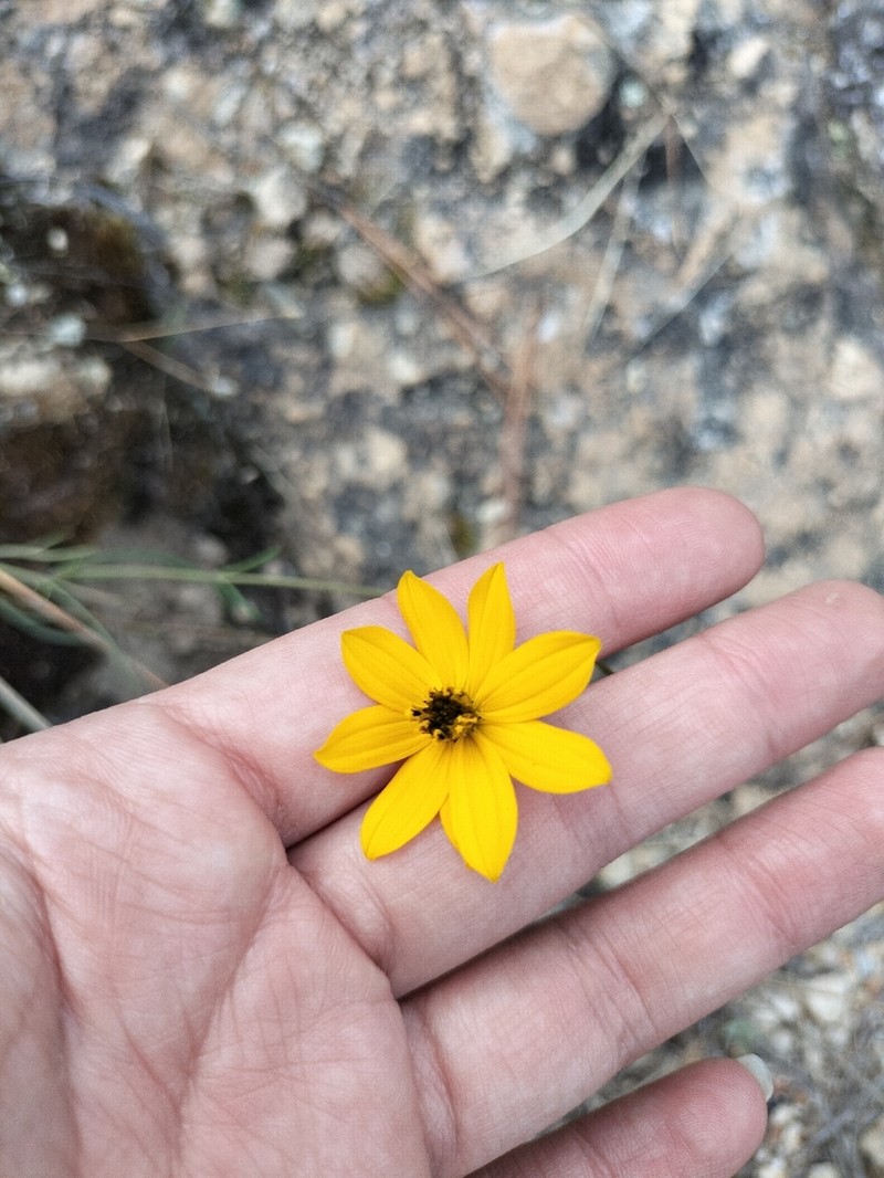 Bidens angustissima photo 6