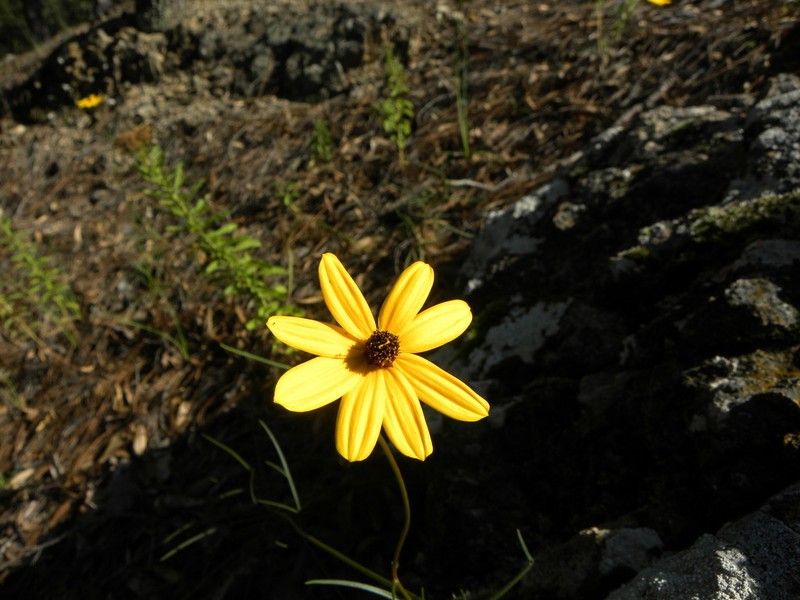 Bidens angustissima photo 7