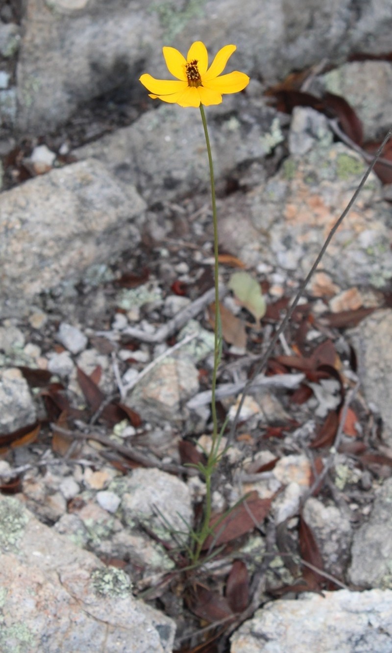 Bidens angustissima photo 8
