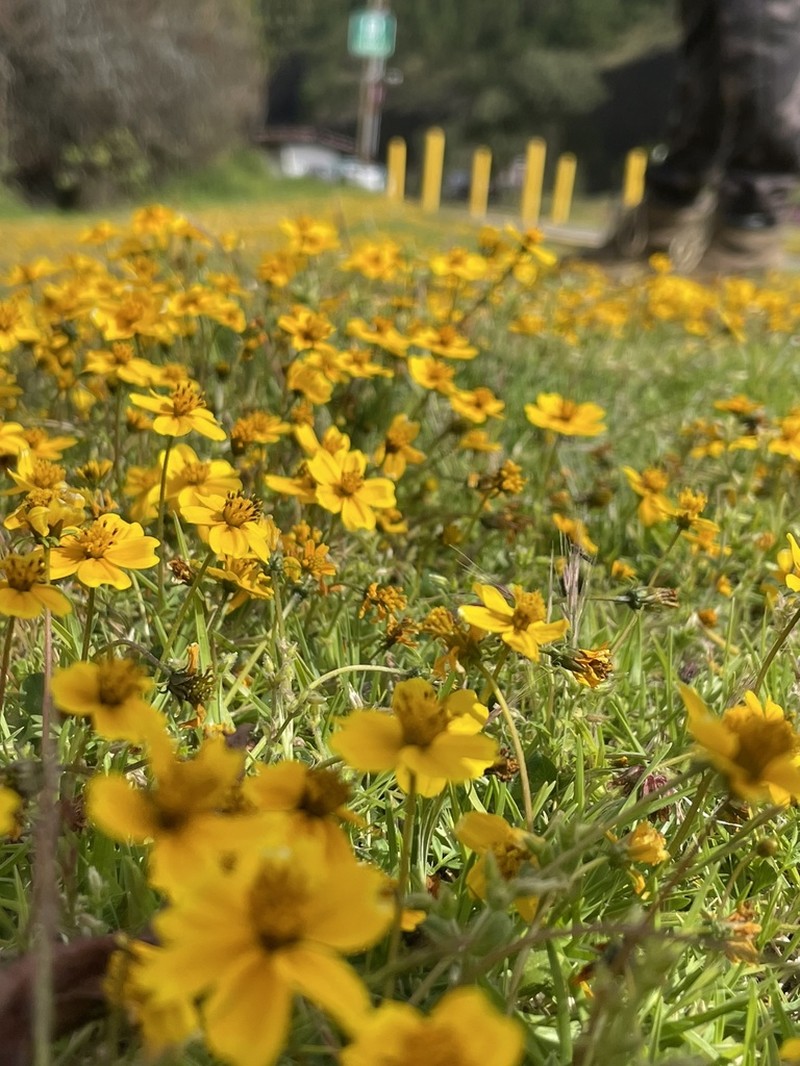 Bidens anthemoides