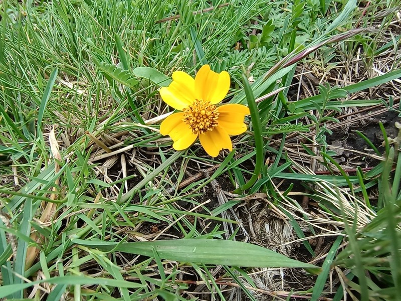 Bidens anthemoides photo 2