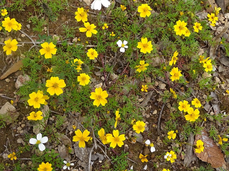Bidens anthemoides photo 3