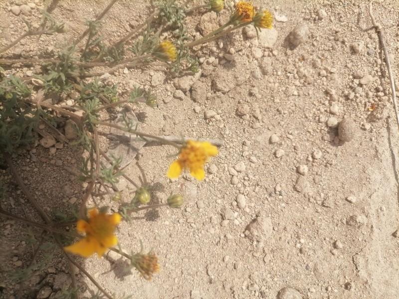 Bidens anthemoides photo 4
