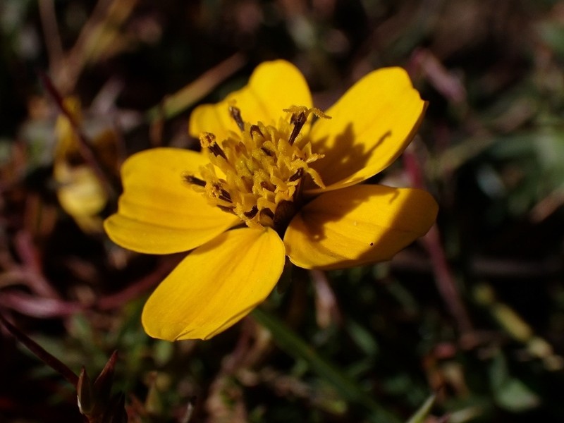 Bidens anthemoides photo 5