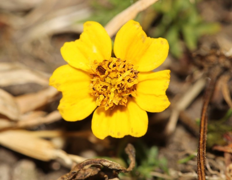 Bidens anthemoides photo 6