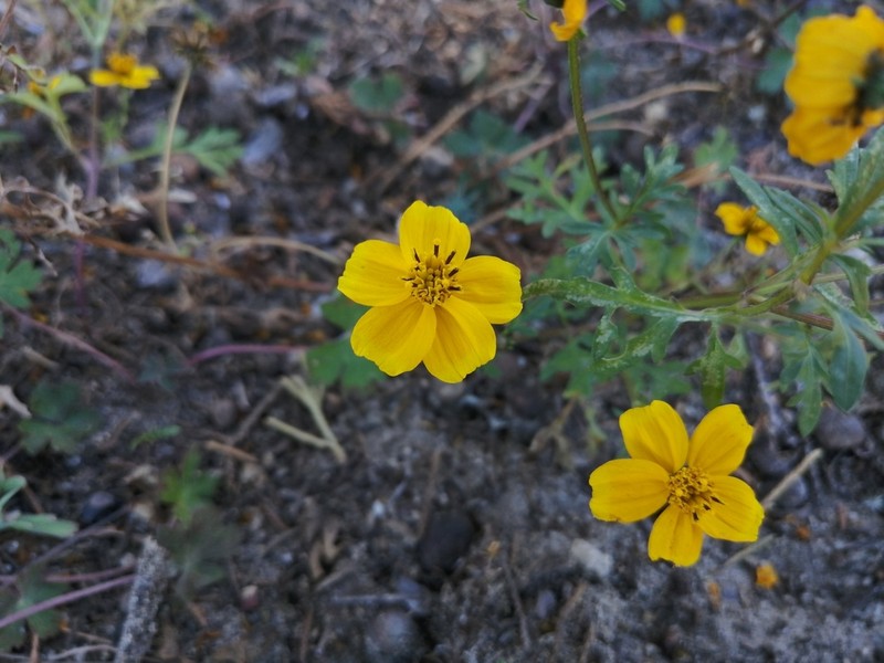 Bidens anthemoides photo 7