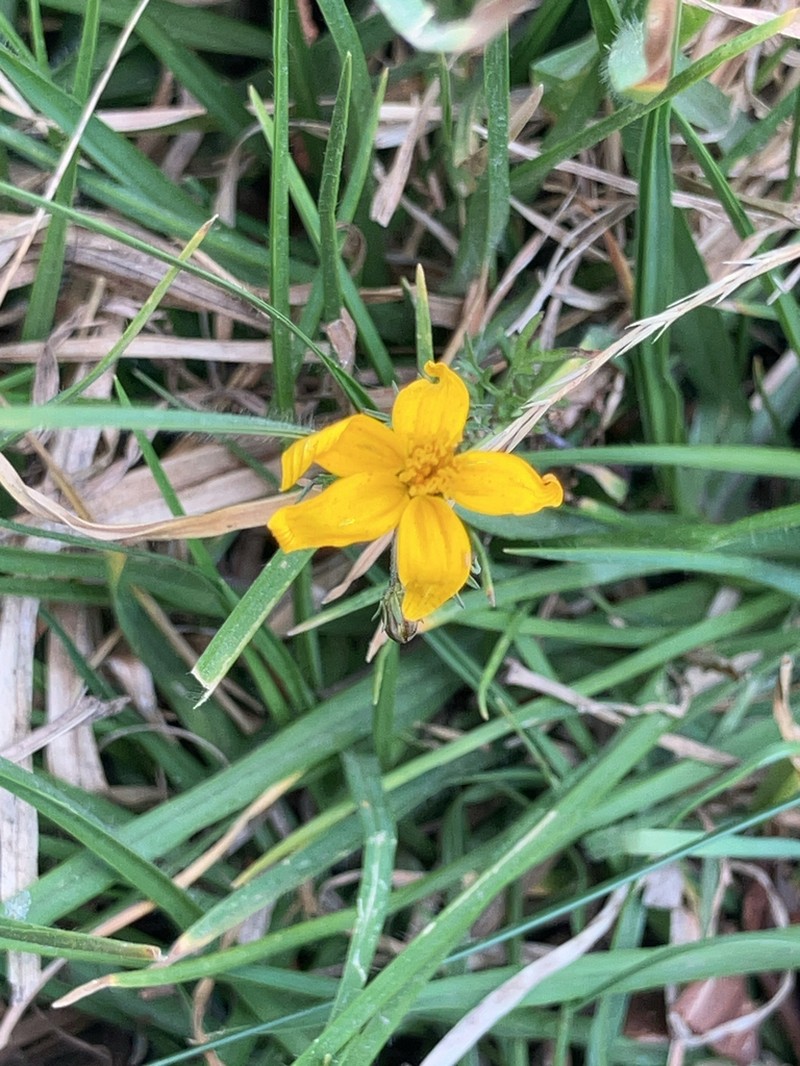Bidens anthemoides photo 8