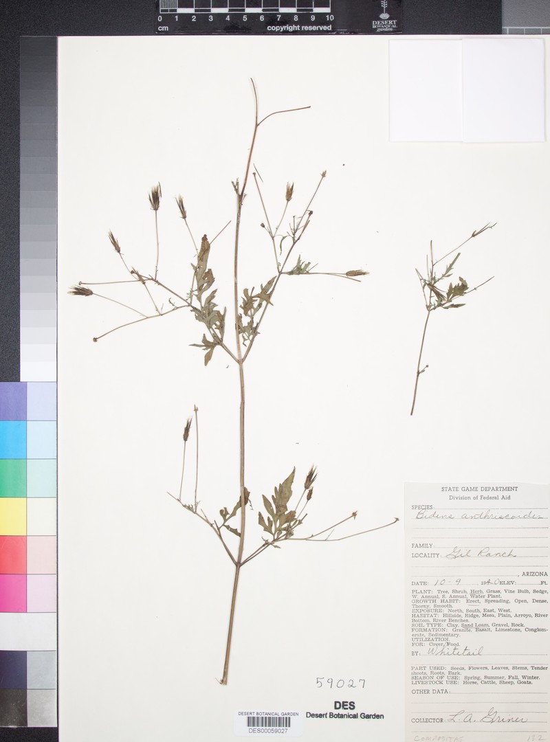 Bidens anthriscoides