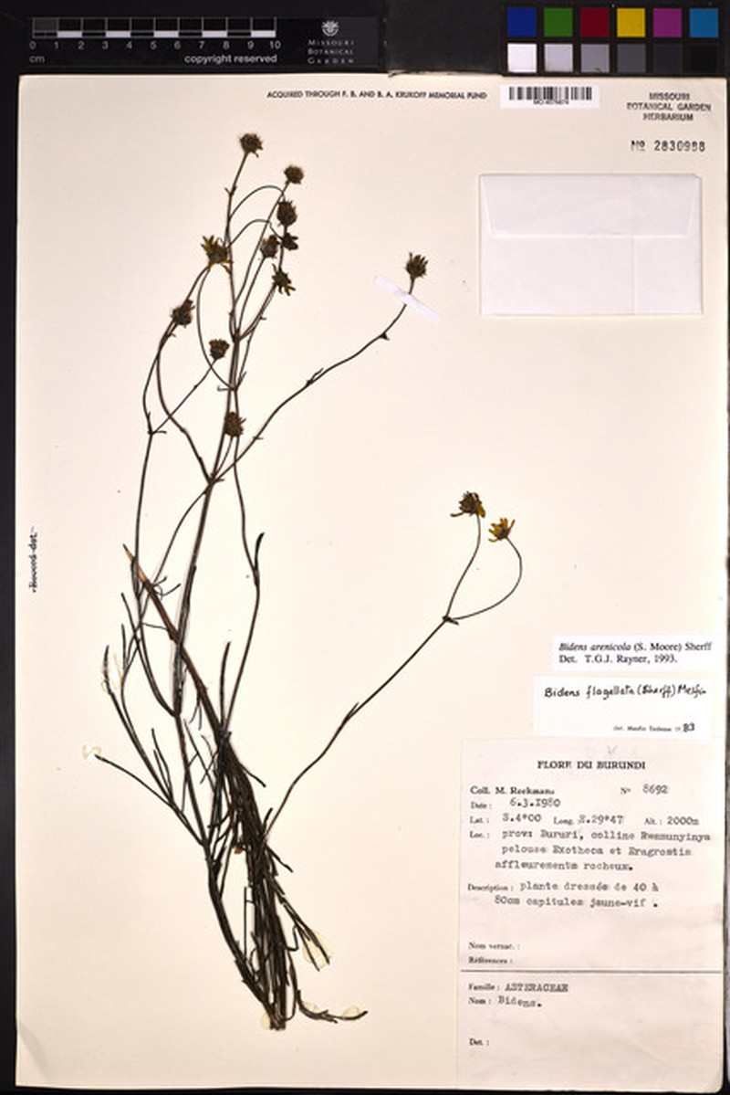 Bidens arenicola