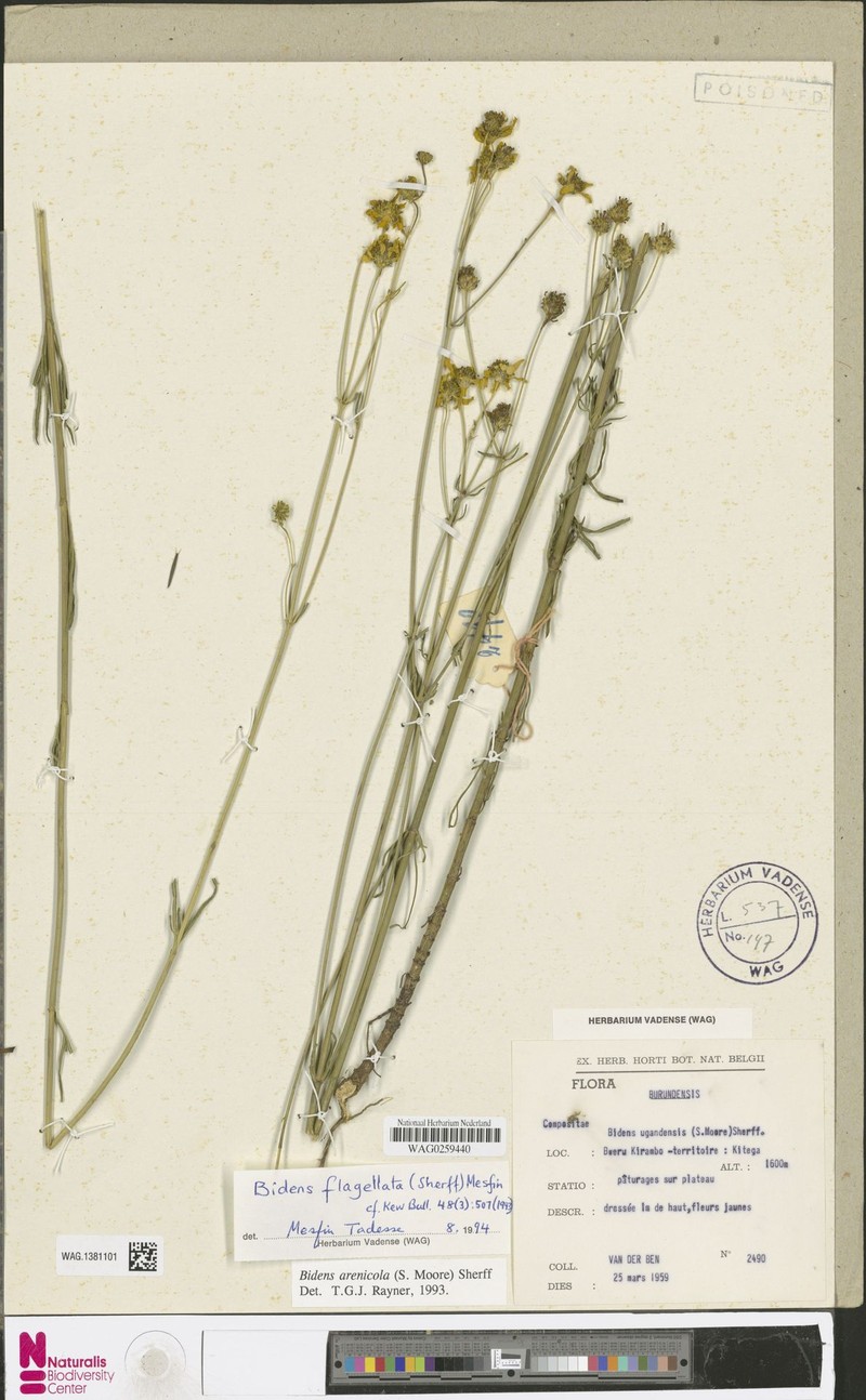 Bidens arenicola photo 2