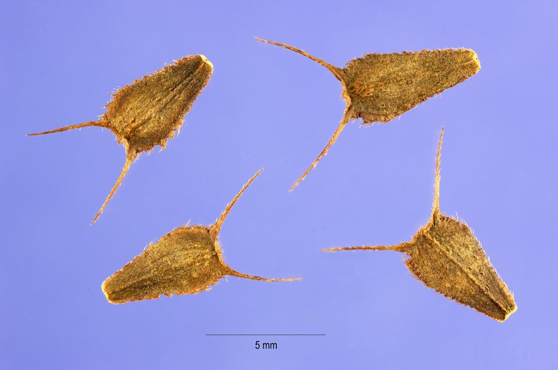 Bearded Beggarticks photo 2