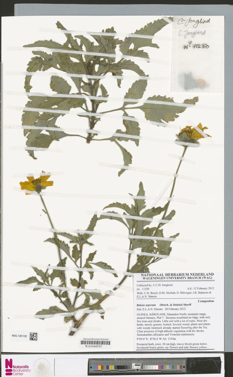 Bidens asperata photo 2