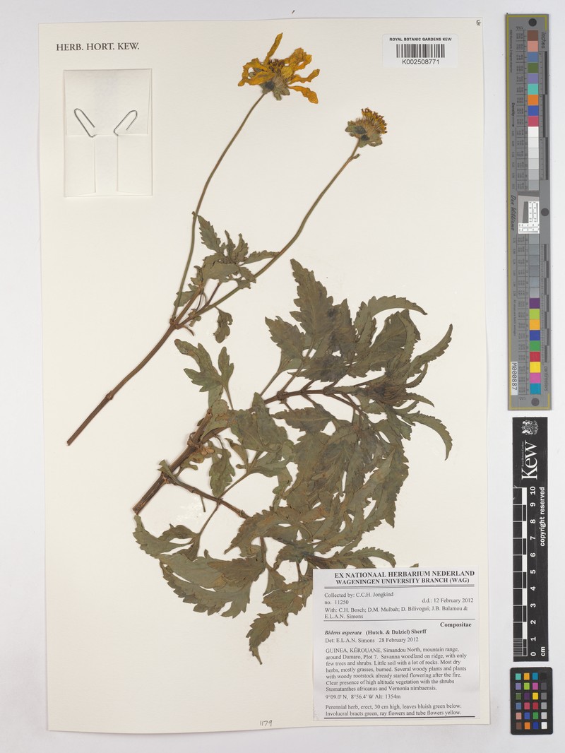 Bidens asperata photo 3