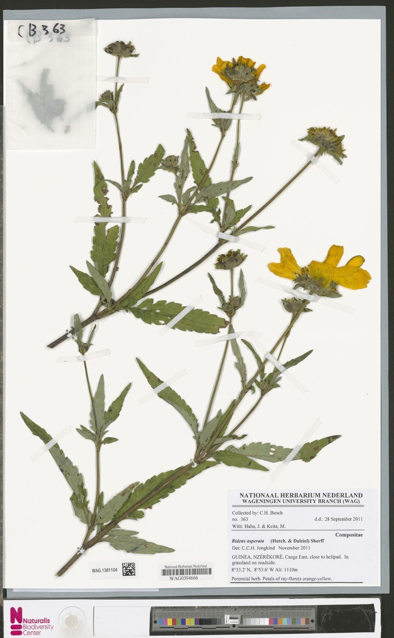 Bidens asperata photo 4