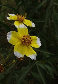 Arizona Beggarticks
