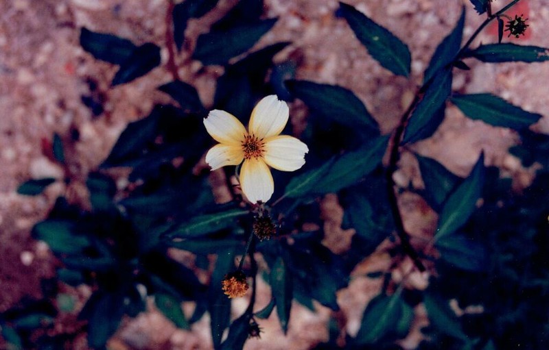 Apache Beggarticks photo 3